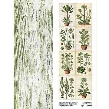 Лист с картинками 10х30 см "Ботаника. Карточки с суккулентами" (ScrapMania)