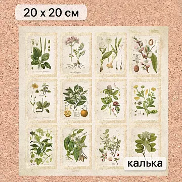 Калька 20х20 см "Заповедник 19", плотность 110 гр/м2 (ScrapMania)