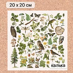 Калька 20х20 см "Заповедник 25", плотность 110 гр/м2 (ScrapMania)